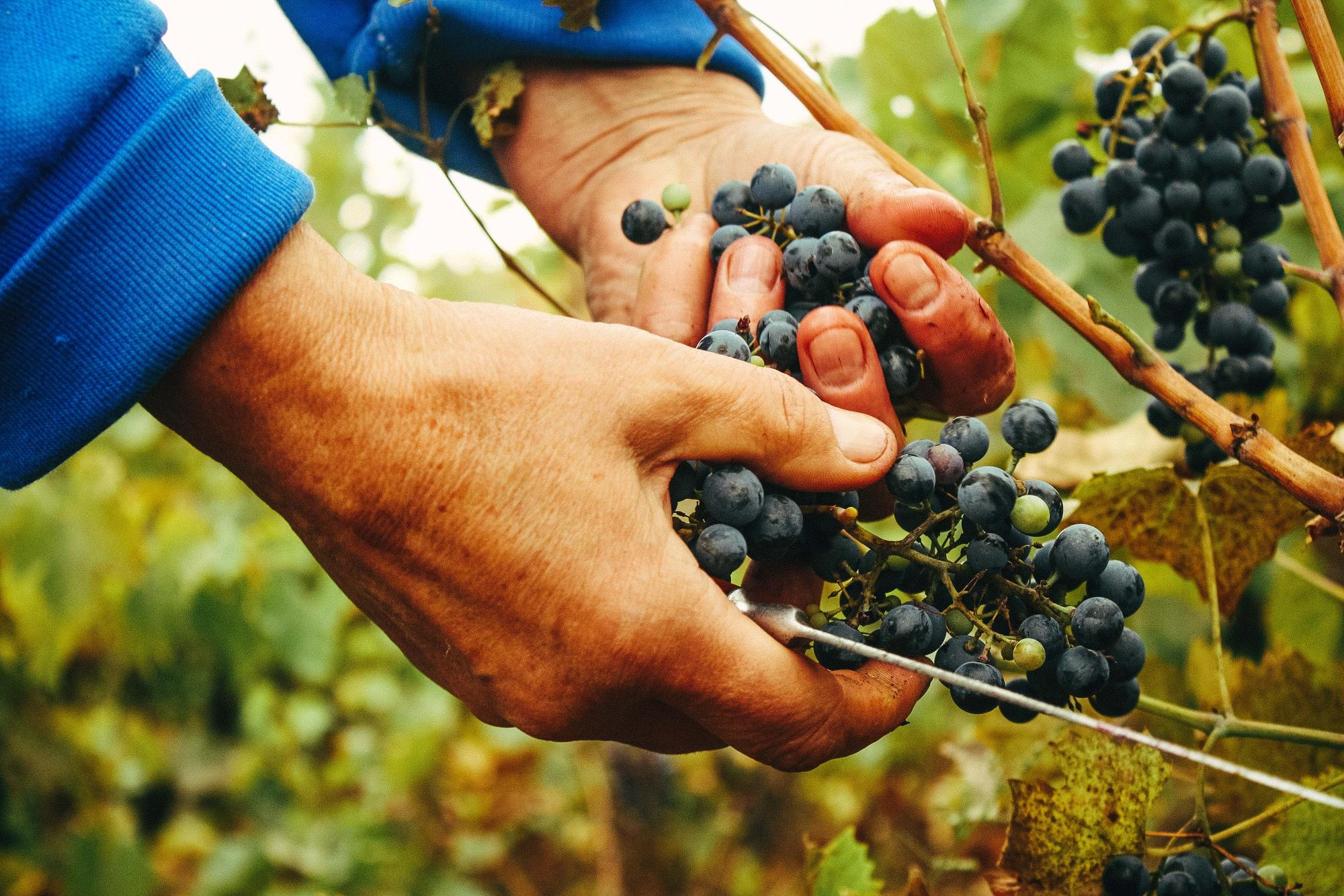 agricultura