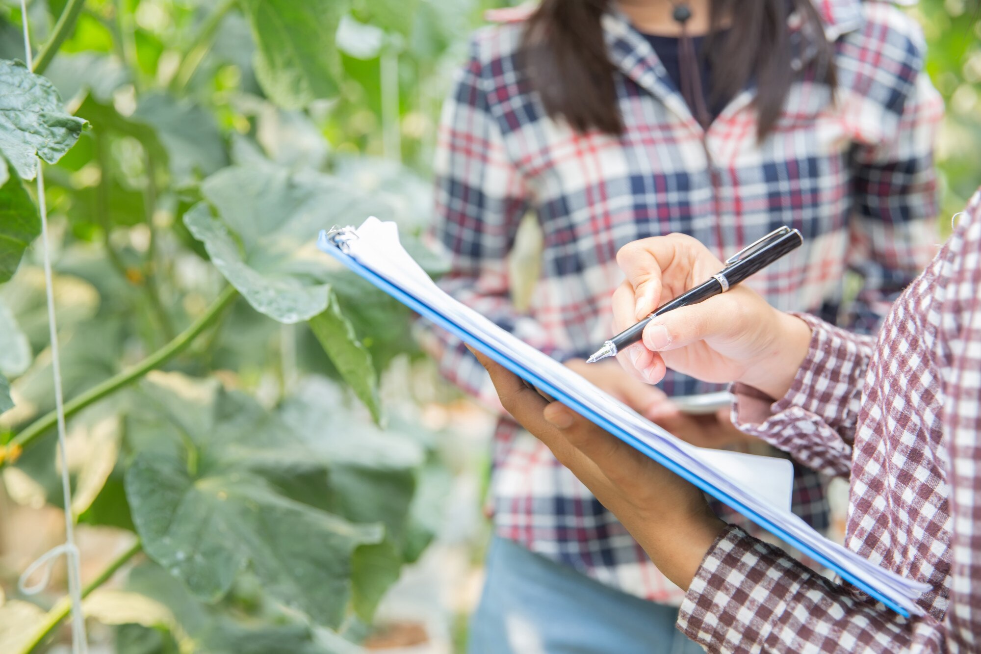asistente-ciencias-mujer-oficial-agricultura-investigacion-granja-invernadero-melon