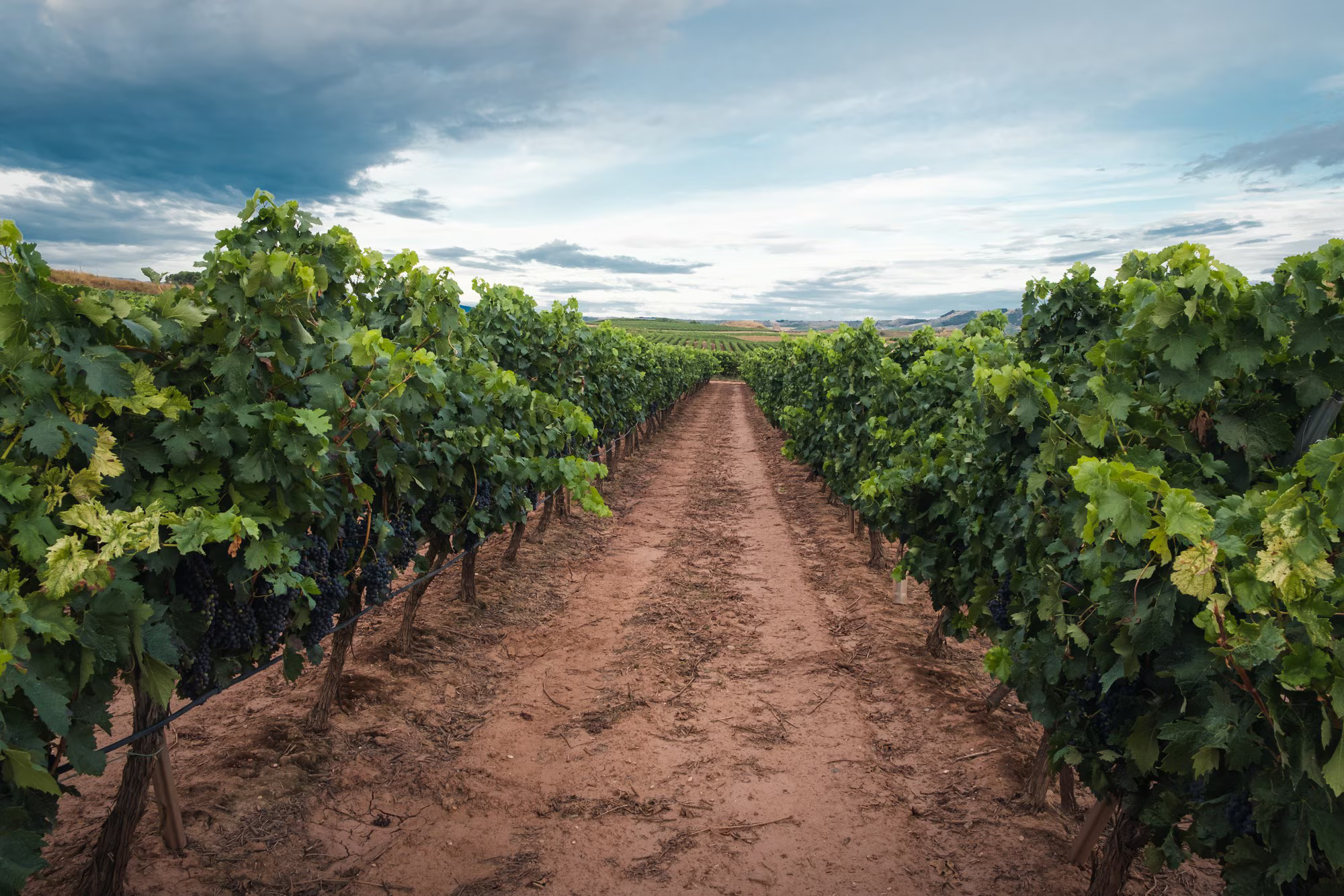 vinedos-antes-vendimia-rioja